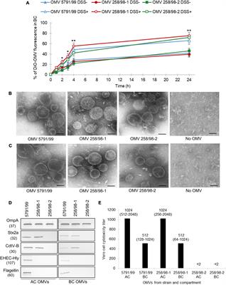 Translocation of outer membrane vesicles from enterohemorrhagic Escherichia coli O157 across the intestinal epithelial barrier